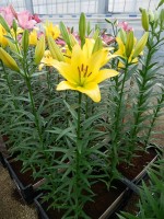 [5053 Mynnou No02.JPG]